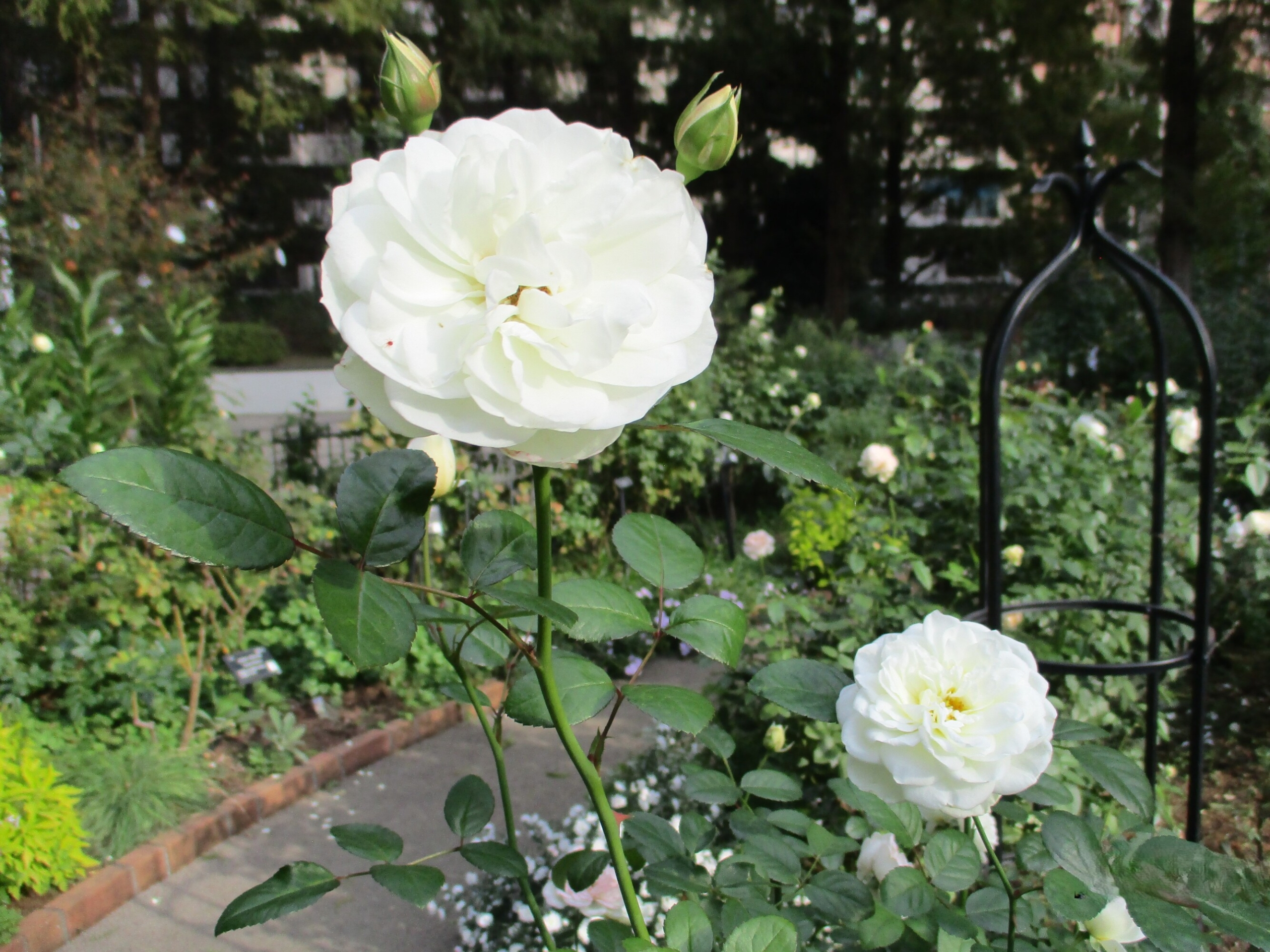 ローズガーデンに行きました-2 ニチイホーム杉並堀ノ内