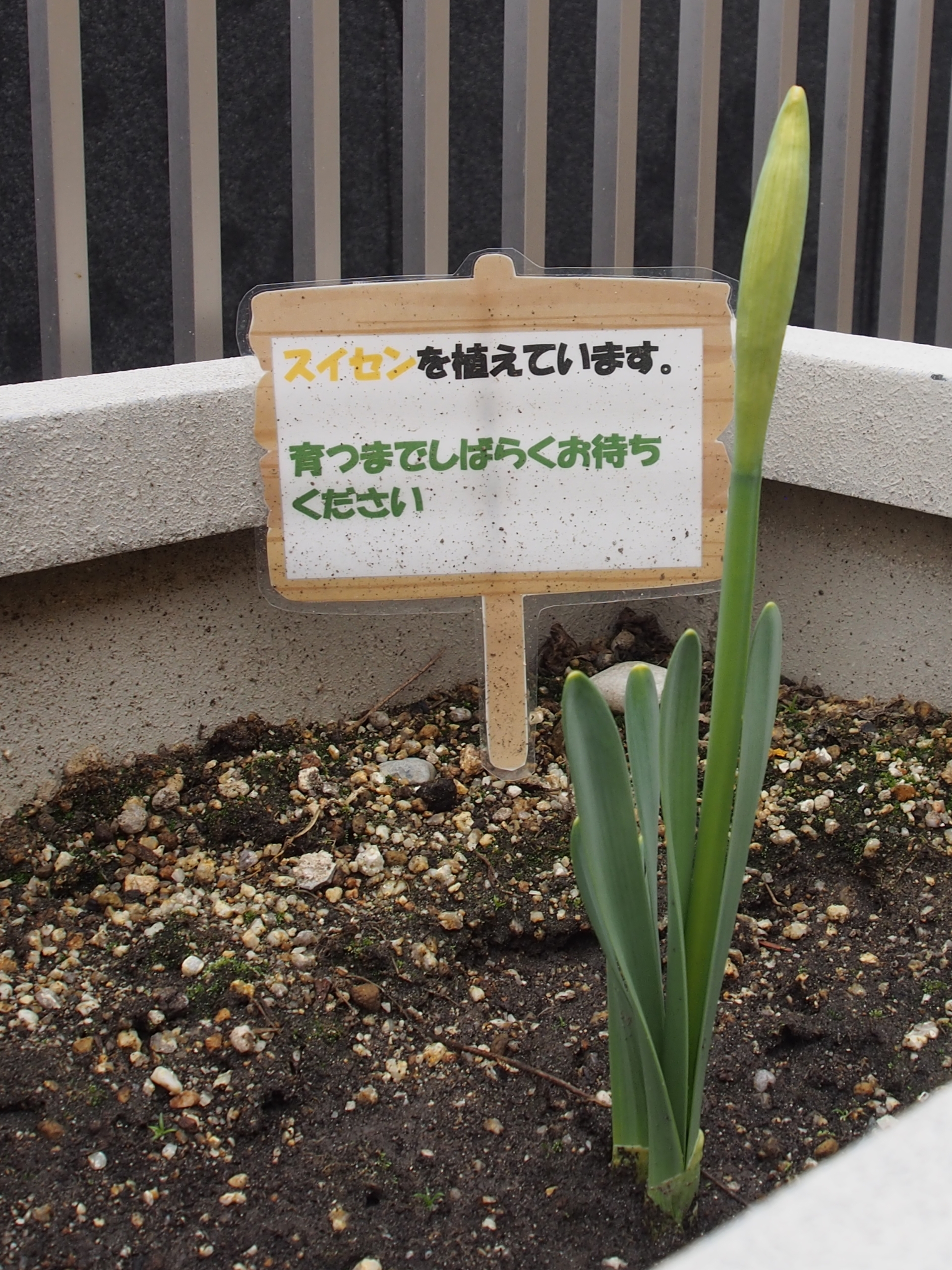 ニチイメゾン三和町の球根から芽1